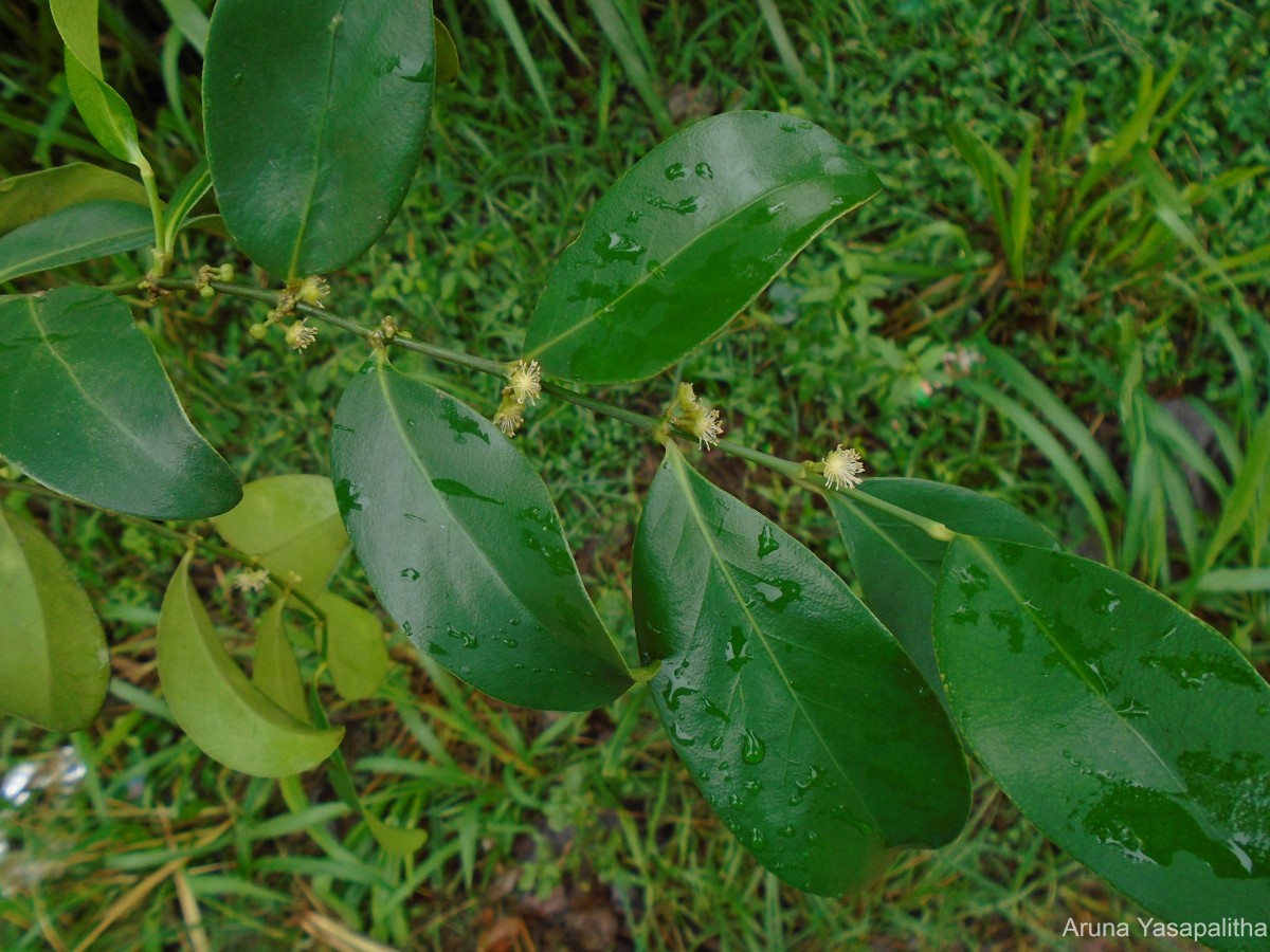 Suregada lanceolata (Willd.) Kuntze